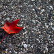 Illustration for article titled 76 Stunning Photos Of Fall Leaves